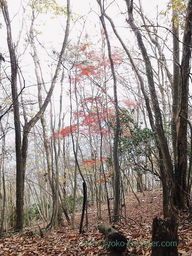 Autumn leaves, Mt.Warabi (Naguri)
