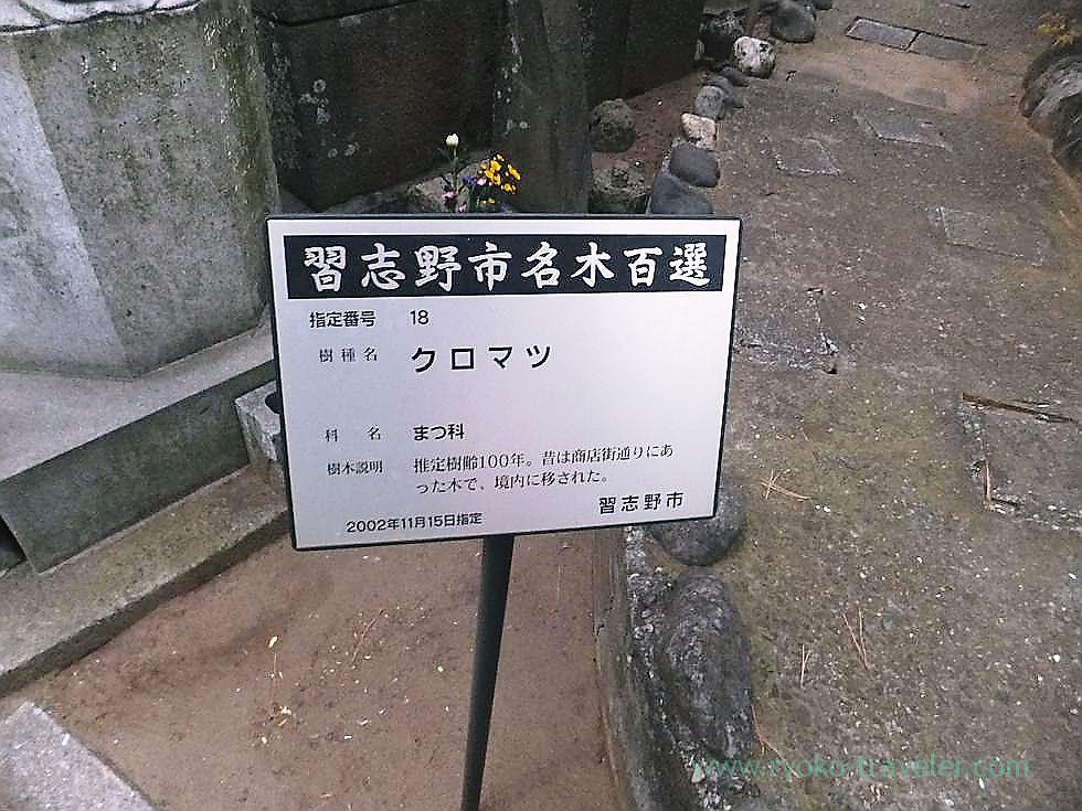 About Japanese black pine, Tozenji temple , Narashino Shichifukujin2012 (Tsudanuma)