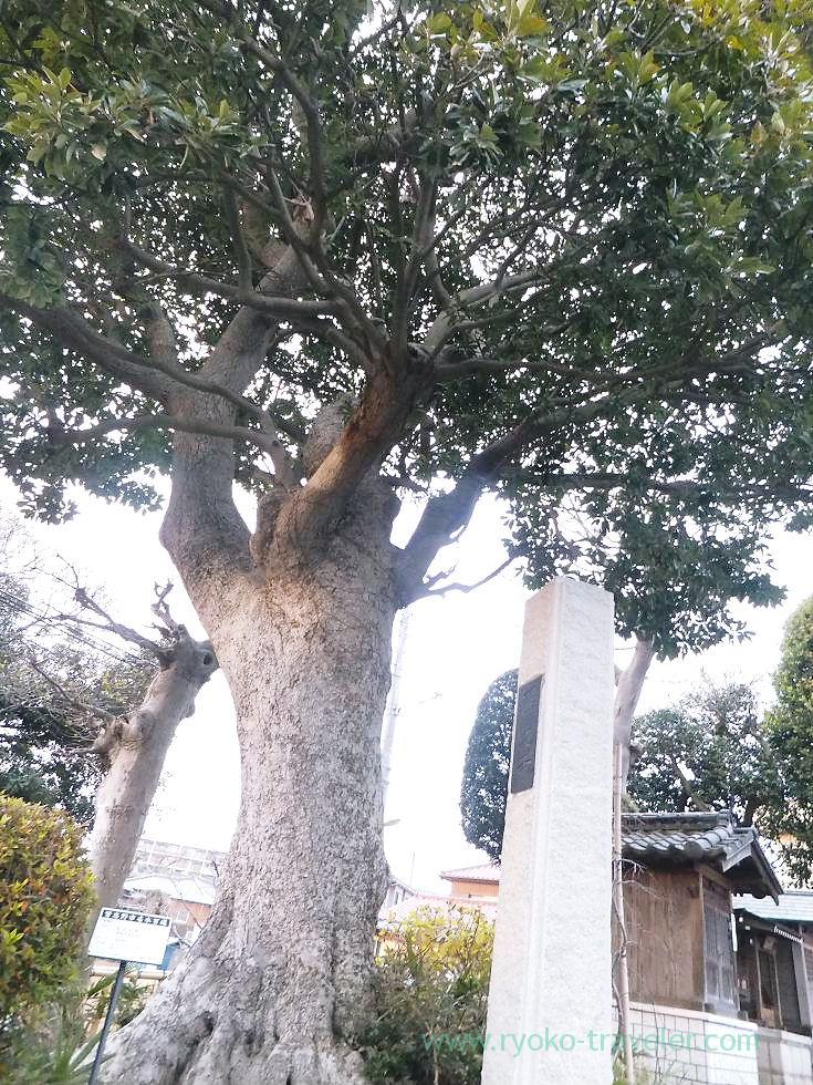 Big camphor tree, Saiko-ji temple, Narashino Shichifukujin2012 (Tsudanuma)