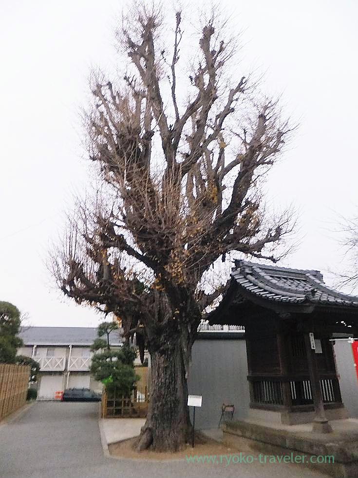 Japanese black pine, Tozenji temple , Narashino Shichifukujin2012 (Tsudanuma)