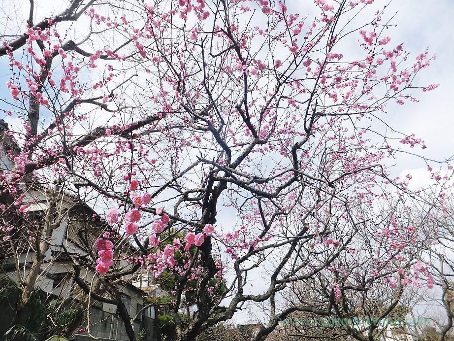 Plum blossoms10, Narashino Bairinen (Keisei Okubo)