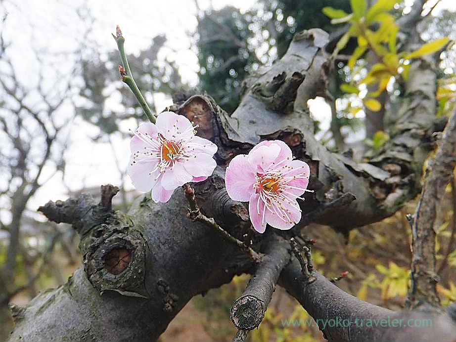 Plum blossoms12, Narashino Bairinen (Keisei Okubo)