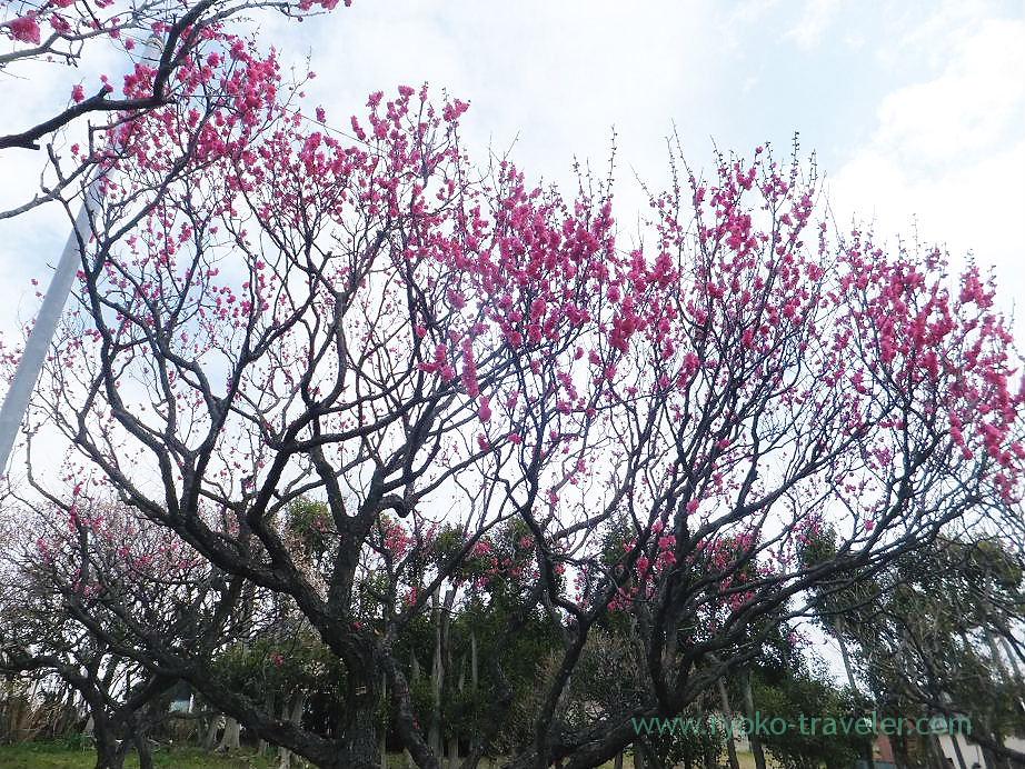 Plum blossoms2, Narashino Bairinen (Keisei Okubo)