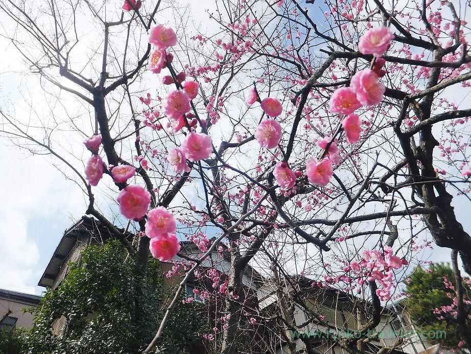 Plum blossoms8, Narashino Bairinen (Keisei Okubo)