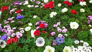 Spring flowers, Harumi Toriton (Kachidoki)
