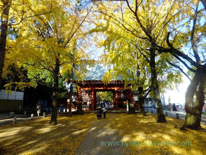 Gingkoo tree promnade, Katsushika Hachimangu shrine (Motoyawata)