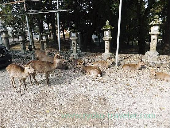 Lots of deer, Todaiji temple (Nara)