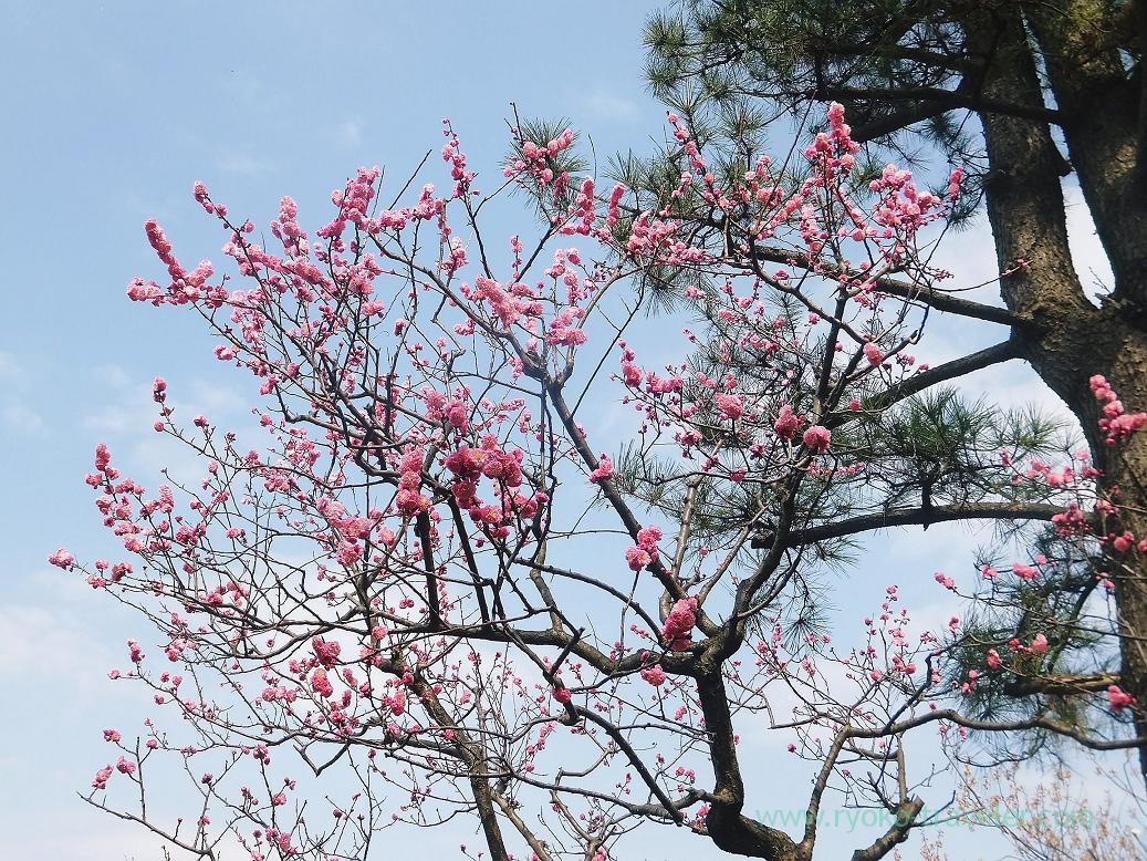 Plum blossoms1, Narashino Bairinen (Keisei Okubo)