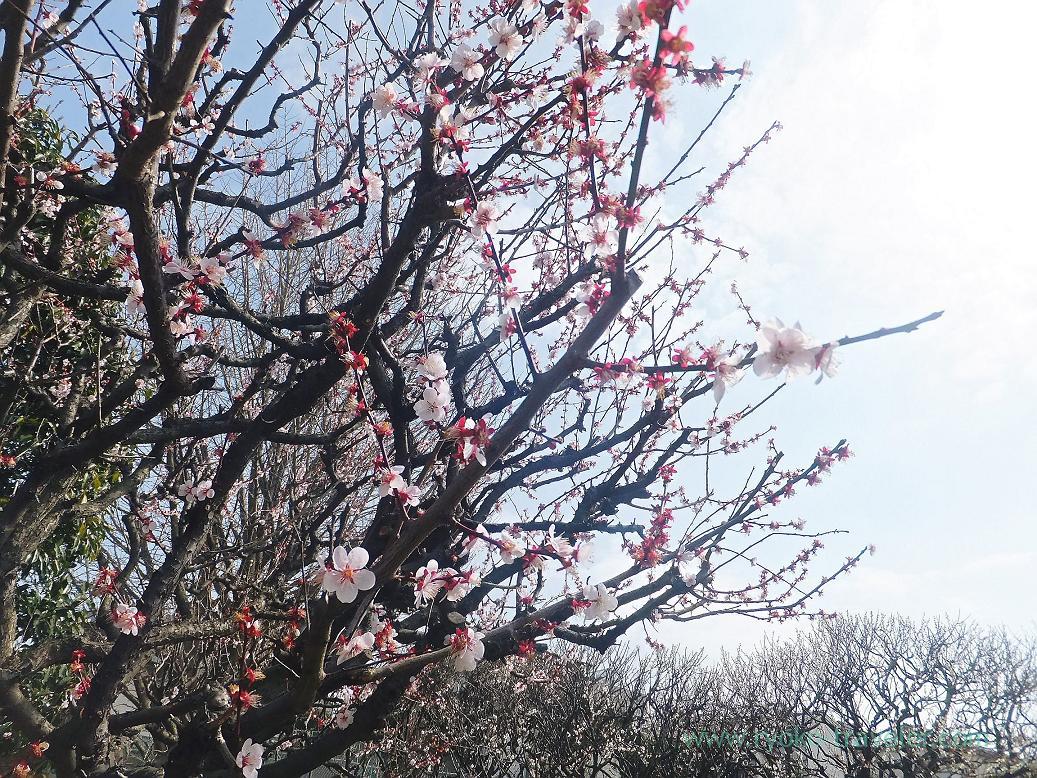 Plum blossoms2, Narashino Bairinen (Keisei Okubo)