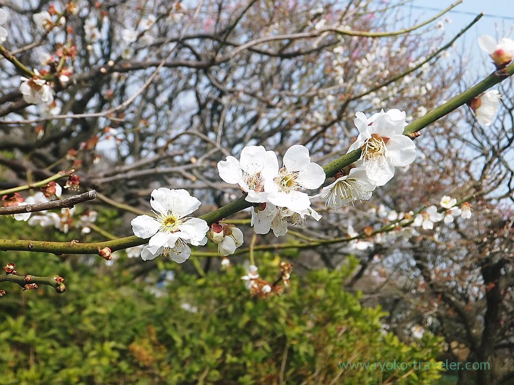 Plum blossoms3, Narashino Bairinen (Keisei Okubo)