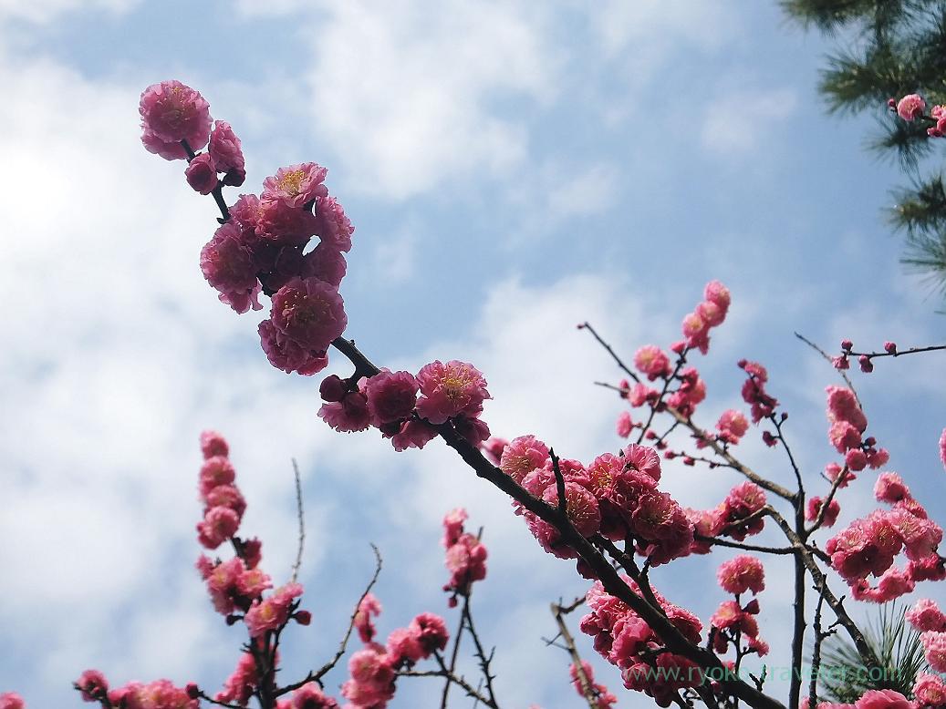 Plum blossoms4, Narashino Bairinen (Keisei Okubo)