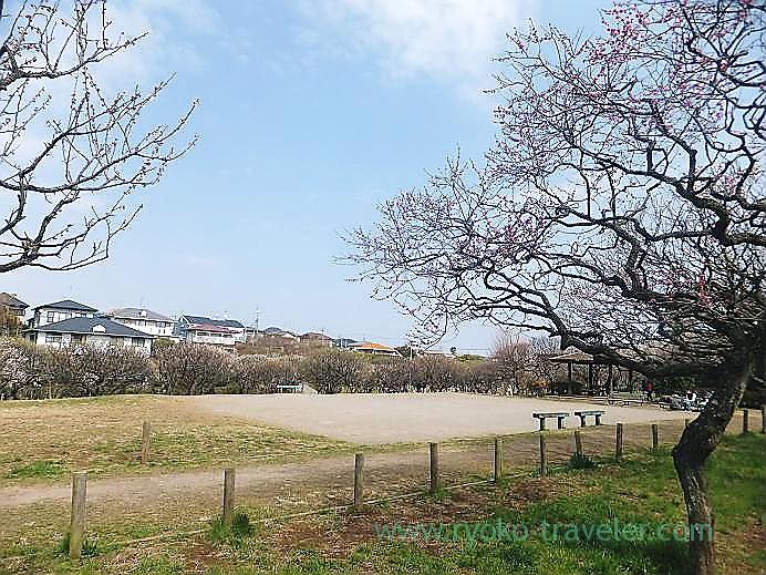 Plum blossoms5, Narashino Bairinen (Keisei Okubo)