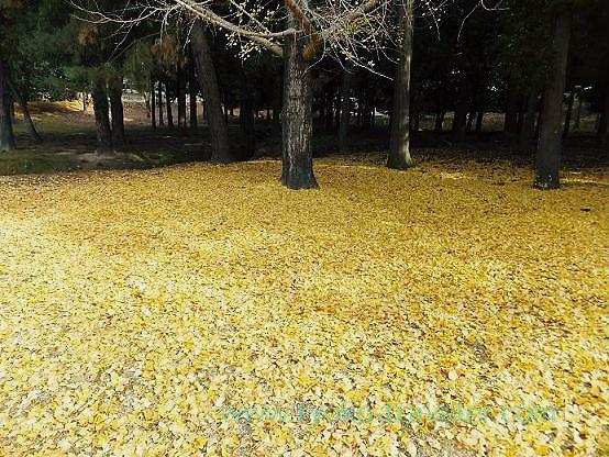 Yellow carpet, Nara park (Nara)