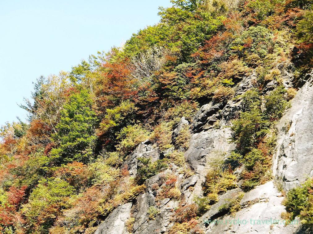 Maple leaves2, Yonako great falls (Suzaka)
