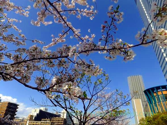 Cherry blossoms at Harumi Toriton 2014 1
