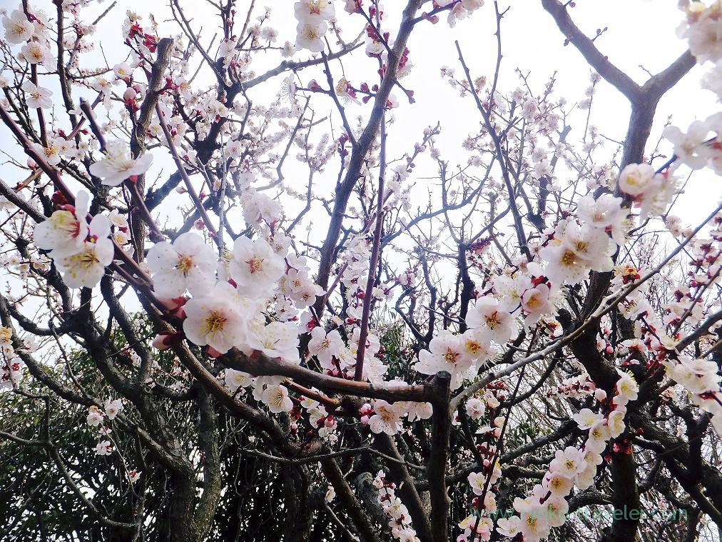 Pink plum blossom, Narashino Bairinen, plum grove park (Keisei-Okubo)
