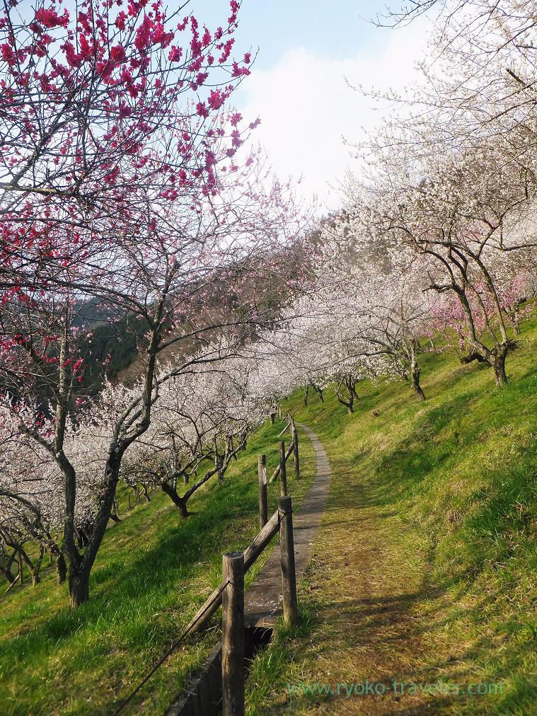 Awesome beautiful, Kogesawa plum grove (Takao)