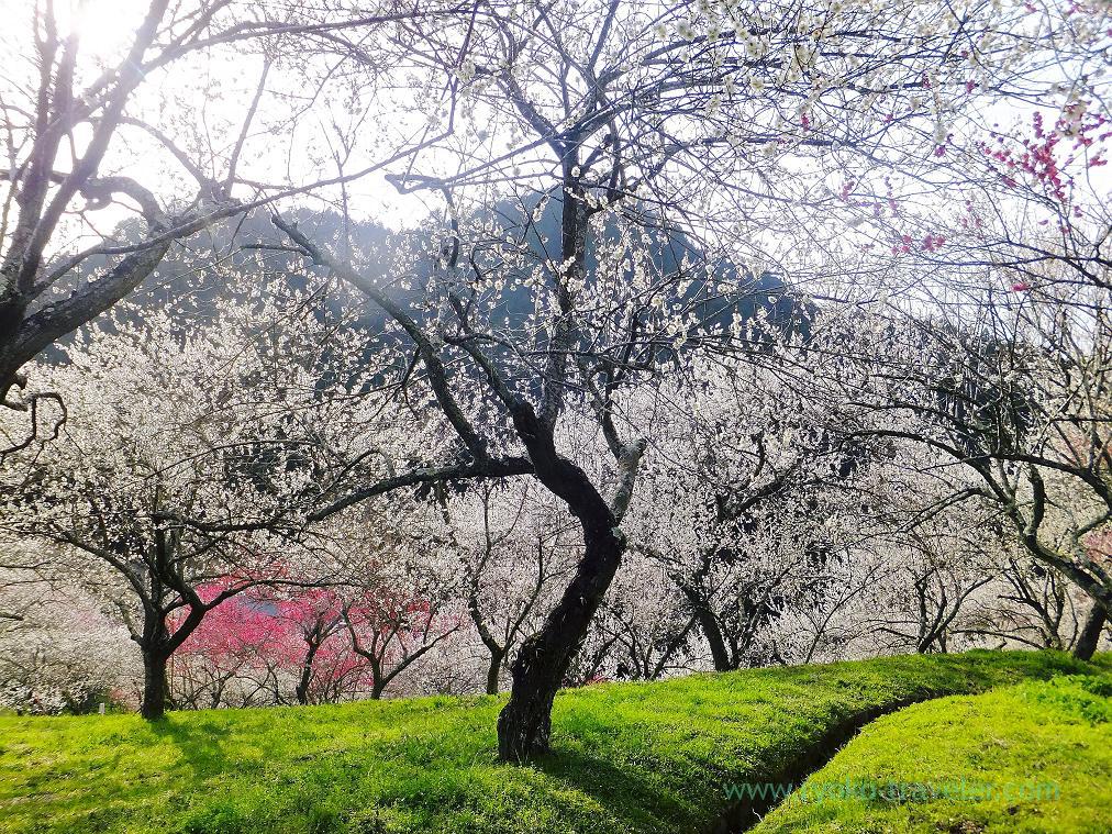 Awesome blossoms, Kogesawa plum grove (Takao)