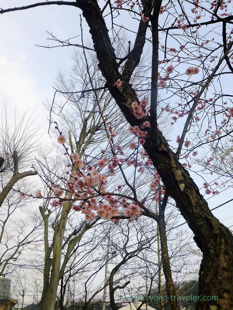 Few tree, Sekisho plum grove (Takao)