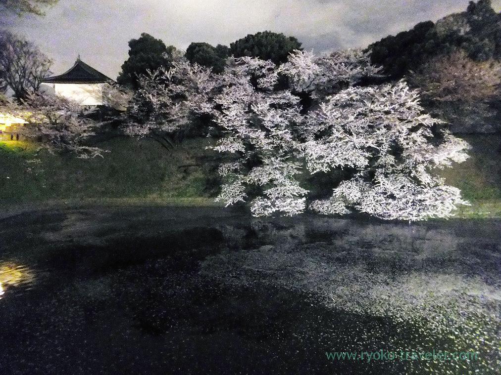 Night cherry blossoms 3, Chidorigafuchi (Kudanshita)