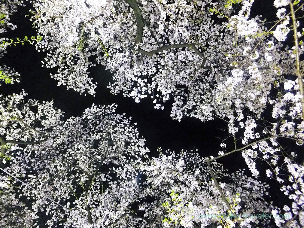Night cherry blossoms 4, Chidorigafuchi (Kudanshita)