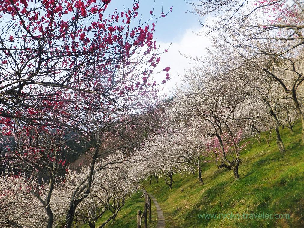 Plum blossoms only, Kogesawa plum grove (Takao)