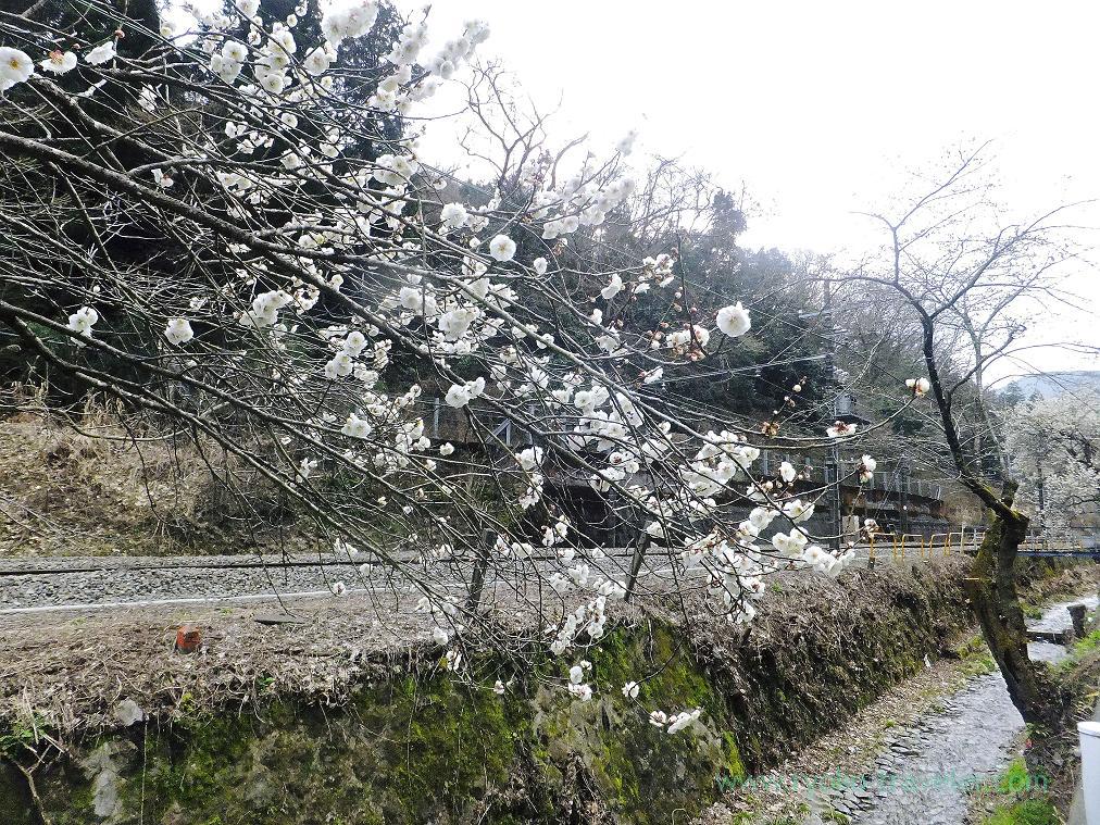Rail and plum blossoms, Kobotoke Plum grove (Takao)