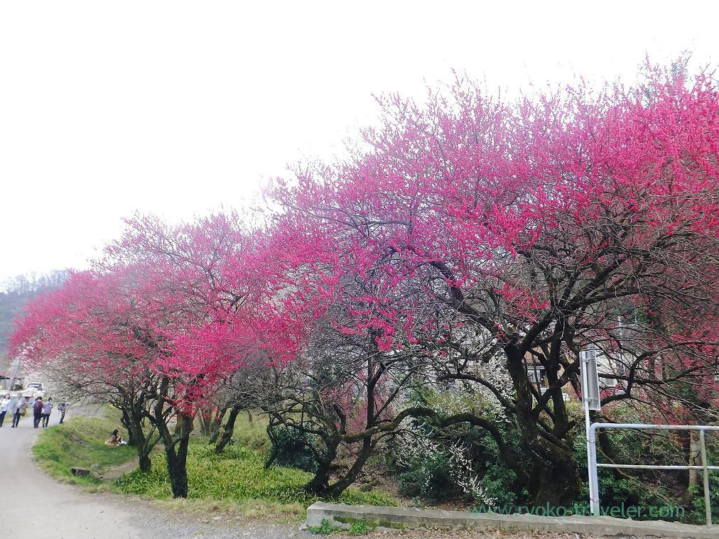 Red plum blossoms, Komakino Park (Takao)