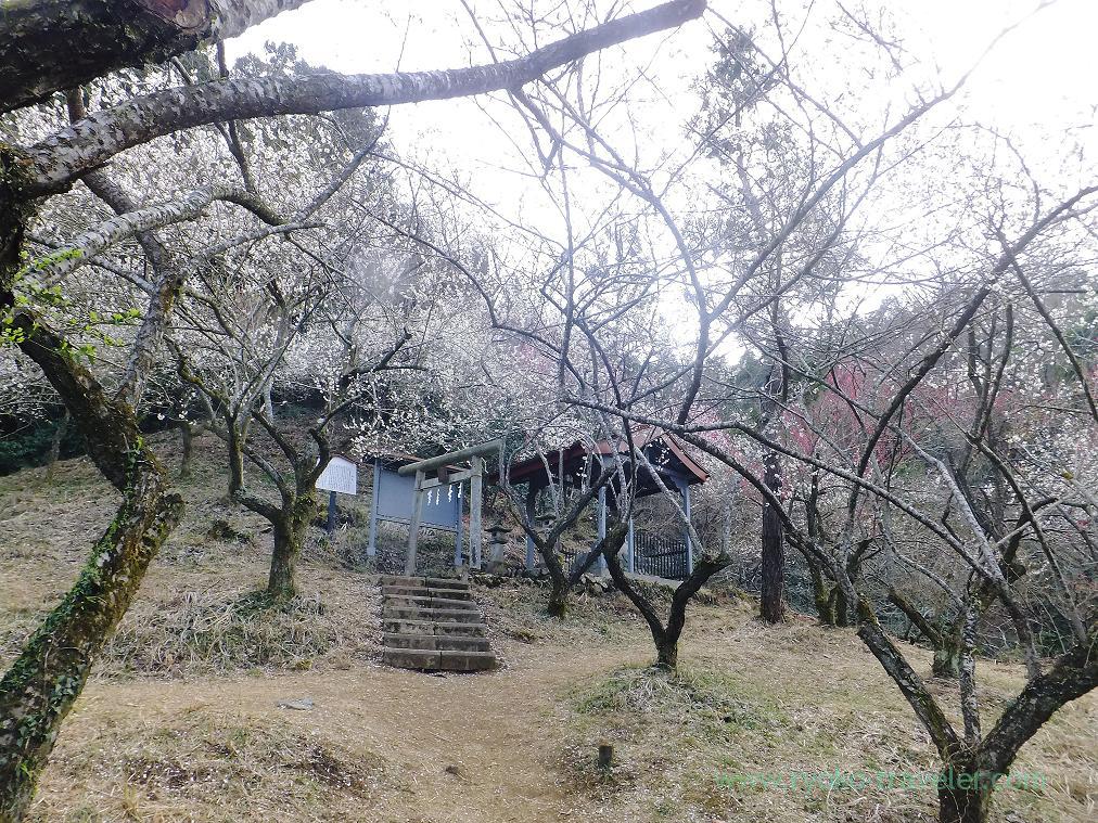 Takao Tenmangu shrine, Tenjin plum grove (Takao)