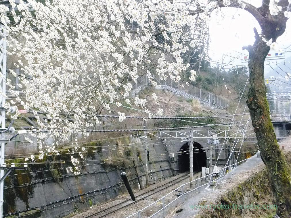 Tunnel and plum blossoms, Kobotoke Plum grove (Takao)