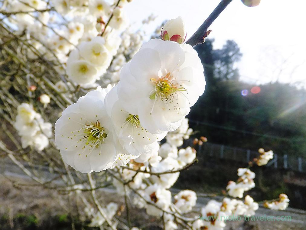 White plum blossoms, Kogesawa plum grove (Takao)