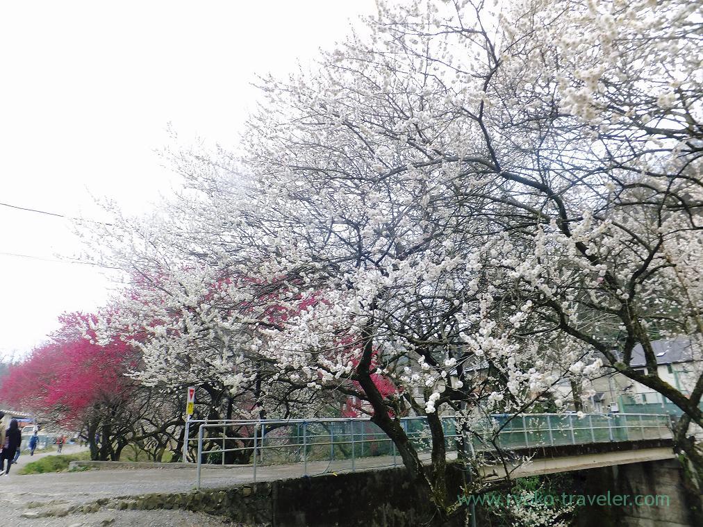 White plum blossoms, Komakino Park (Takao)