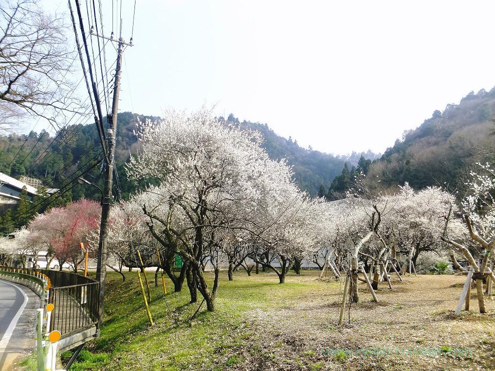 Whole park, Yunohana plum grove (Takao)