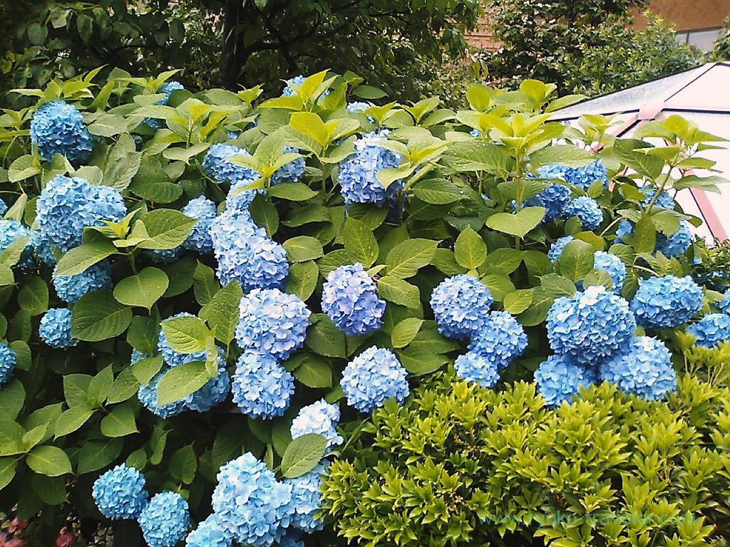 Hydrangea 2, Harumi Toriton (Kachidoki)