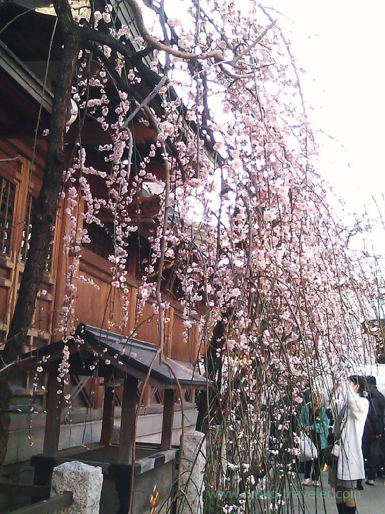 Weeping plum blossoms, Yushima tenjin shrine (Yushima)