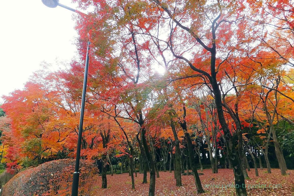Autumn leaves 2, Kitanomaru Park (Kudanshita)