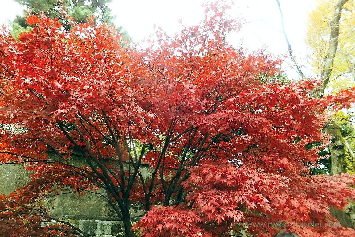 Autumn leaves 3, Opening of Inui street in Imperial palace to public 2015 Autumn