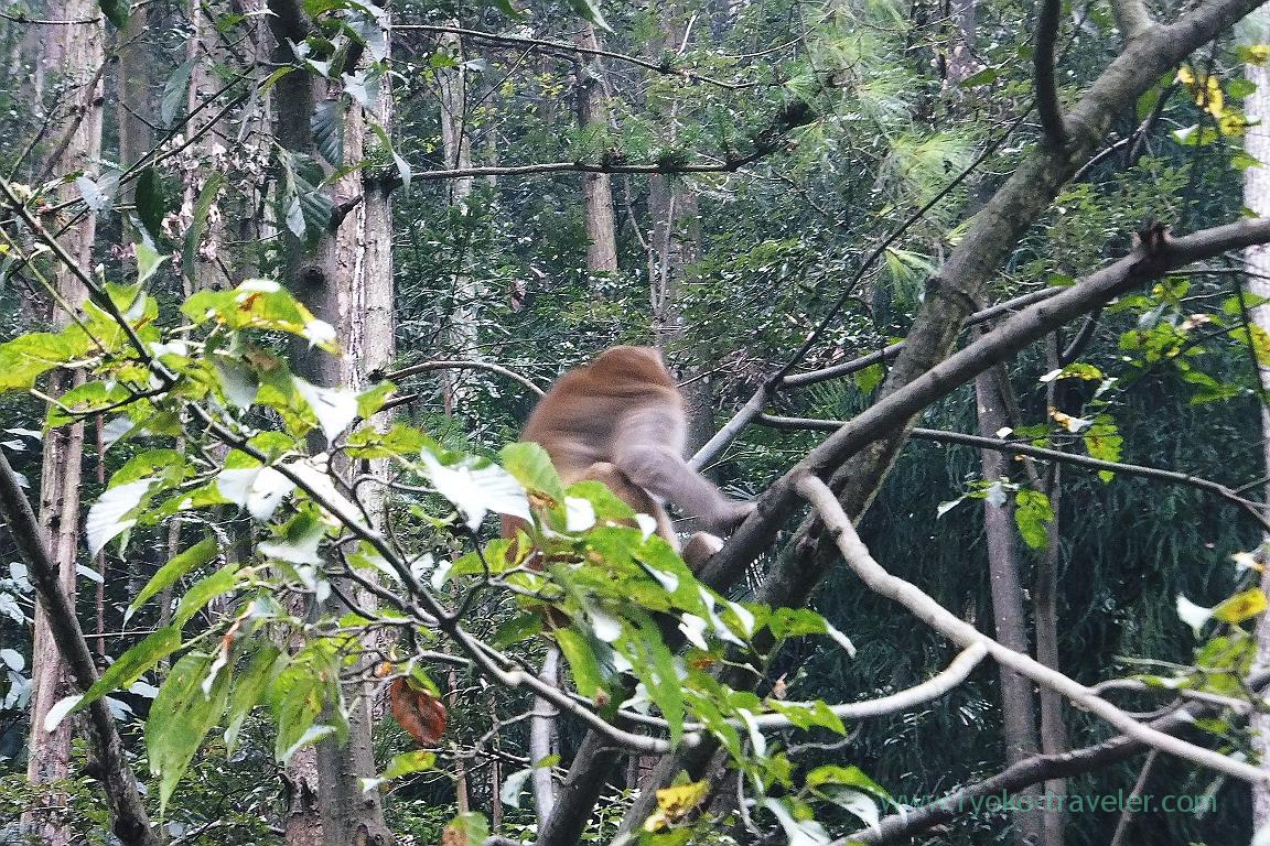 Wild monkey, Yangjiajie scenic area,Zhangjiajie(Zhangjiajie and feng huang 2015)