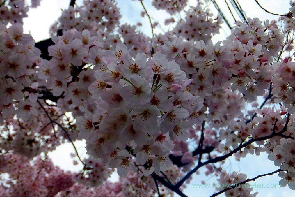 Cherry blossoms, Katsushika Hachimangu shrine (Motoyawata)