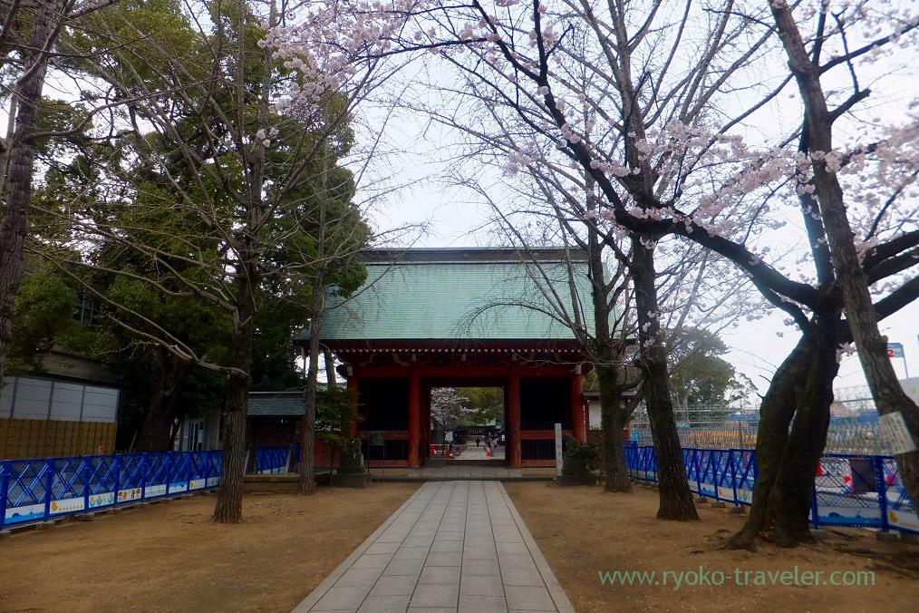 Cherry blossoms and worship hall, Katsushika Hachimangu shrine (Motoyawata)