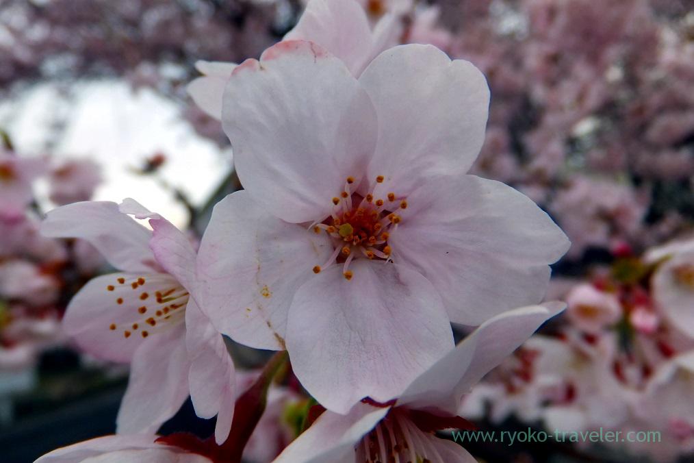 Cherry flower, Mama river (Onigoe)